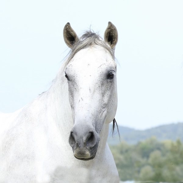 Genio - Senior Therapiepferd