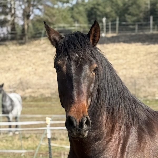 Donatello - Junior Therapiepferd