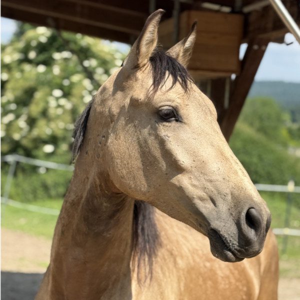 Peppino - Junior Therapiepferd