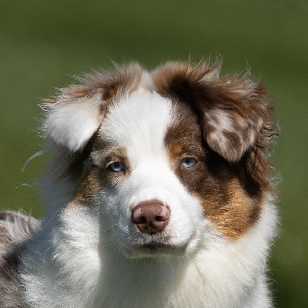 Flynn - Therapiehund